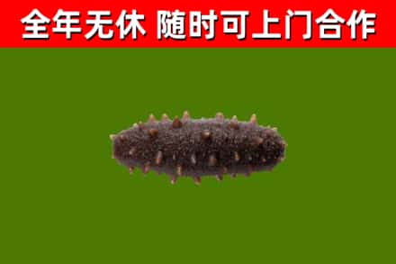 常德烟酒回收干海参.jpg